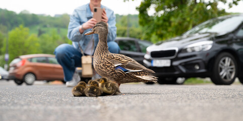 Duck family walking on a city road with cars, people trying to rescue birds from traffic, mother...
