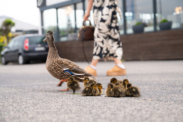 Duck family walking on a city road with cars, people trying to rescue birds from traffic, mother...