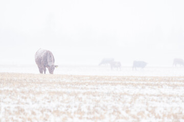 Cows grazing on a harvested field during an early spring snowfall on the Alberta prairies in Rocky...