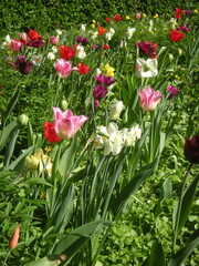 Fototapeta premium tulip garden