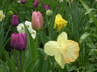Obraz premium flower garden