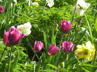 tulip garden