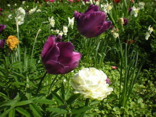 Fototapeta premium purple tulips