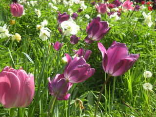 purple tulips