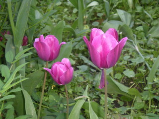 pink tulips