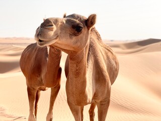 Majestic Camels in Vast Sands