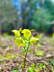 Green-Yellow Floral Delight: Nature's Splendor in Blossom
