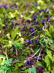 Bouquet of Beauty: Diverse Blooms in Various Hues