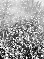 Monochrome Beauty: Elegance in Black and White Flowers