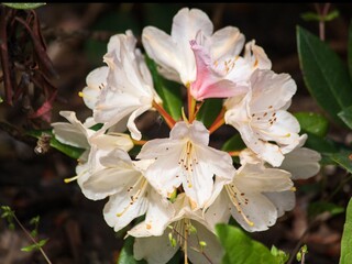 Blooming shrub of Rhododendron closeup