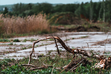 Dry tree branches in the swamp after a flood. Nature background