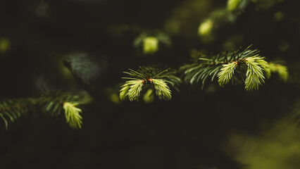 Fir tree branch in the forest. Selective focus. Nature.
