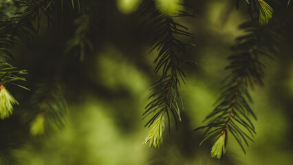Green spruce branches on a blurred background. Selective focus.