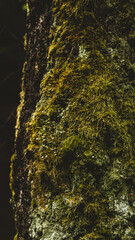 Moss on the bark of an old tree in the forest.