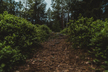Hiking trail in the forest. Hiking trail in the forest.