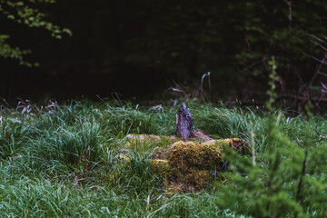 old tree stump in green forest with moss and lichen on it