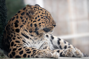 Obraz premium Serious look brutal, lying leopard, powerful motley big cat looks straight through the eyes of a predator. 