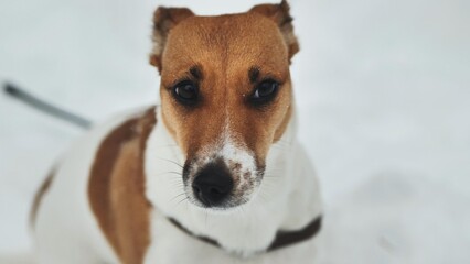 A Jack Russell Terrier trembles in the winter snow.