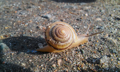 snail on the stone