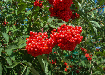 red berries on a bush