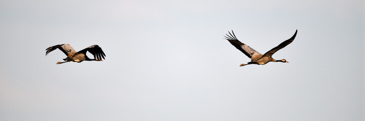 Vogel des Glücks. Freigestellte Kranich Vögel im Flug am Himmel. Seitenansicht-Header-Vorlage vom frohen Pfingst-Sonntag als Wunscherfüller Symbol der Fruchtbarkeit