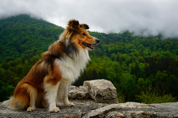 Adorable puppy of shetland sheepdog also known as sheltie on castle called Grad Konjice in...