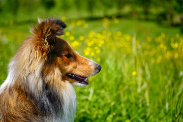 Adorable puppy of shetland sheepdog also known as sheltie.	

