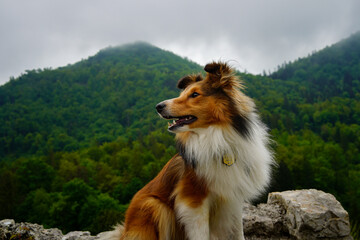 Adorable puppy of shetland sheepdog also known as sheltie on castle called Grad Konjice in Slovenia. 