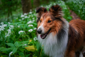 Adorable puppy of shetland sheepdog also known as sheltie in the middle of field of bears garlic.
