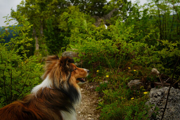 Adorable puppy of shetland sheepdog also known as sheltie on castle called Grad Konjice in...