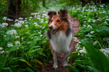 Adorable puppy of shetland sheepdog also known as sheltie in the middle of field of bears garlic.
