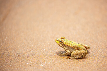 The frog sits on the sand on the shore of the lake. Beautiful wildlife landscape with place for...