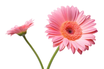 Fototapete Pink Gerbera flower blossom isolated. © Stockistock