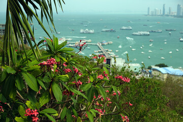 panorama of the sea and coast of Pattaya and flowers in the foreground, Thailand