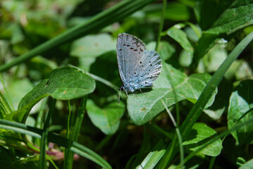 blue butterfly on a green leaf in the grass in the forest