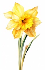 Obraz premium Daffodil