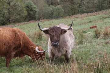 Vaches écossaises marron et grise