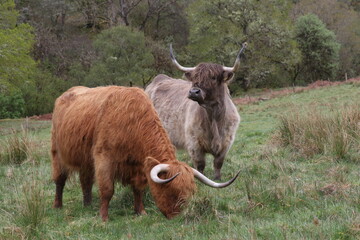 Vaches écossaises grise et marron aux longues cornes
