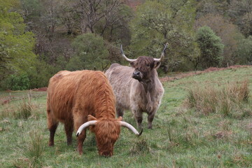 Vaches écossaises grise et marron aux longues cornes