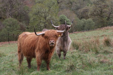 Vaches écossaises grise et marron aux longues cornes