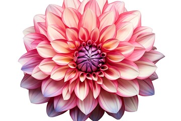 Dahlia