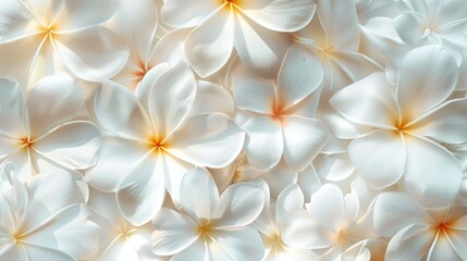 Flower with white plumeria blooms