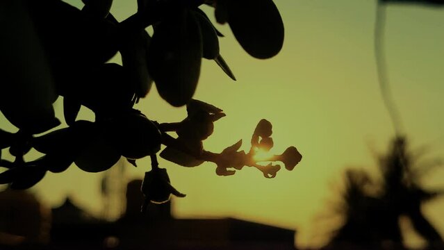 Slow motion shot of a plant up close with the sun in the background, lowkey, nature and inspirational concept, dramatic and cinematic colors - Powered by Adobe