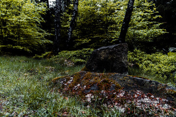Autumn landscape in the forest. The stones are covered with moss.