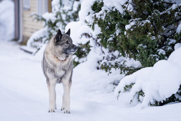 Norwegian elkhound guarding house in winter day and white snow arround. The Norwegian Elkhound has served as a hunter, guardian, herder, and defender.