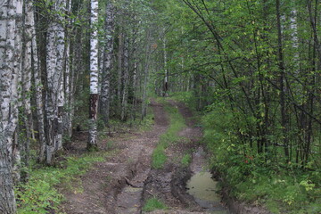 Obraz premium Old road in a birch forest in summer