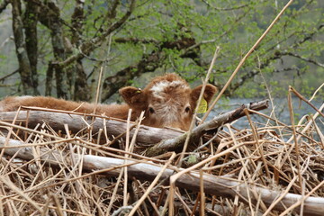 Veau vache highland écosse