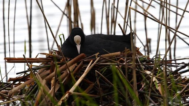 Fulica atra builds a nest and hatches eggs