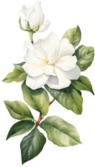 Fototapeta premium Gardenia