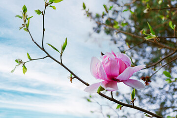 Single delicate pink magnolia flower in full bloom on a branch with blurred background